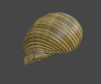 Modern Aquatic Animals-ID:380608084