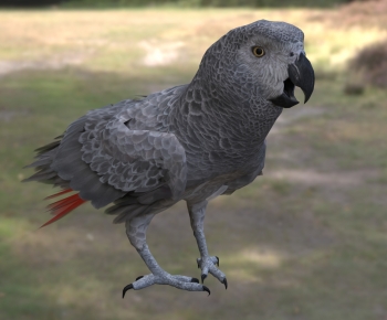 Modern Flying Animals-ID:207797056