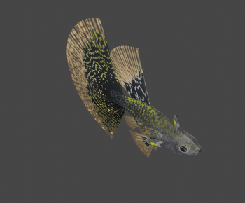 Modern Animal-ID:973371036