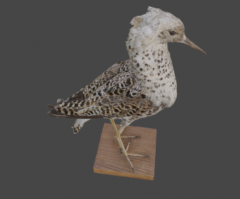 Modern Animal-ID:566045055