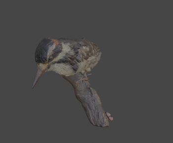 Modern Flying Animals-ID:384263991