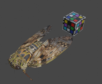 Modern Reptile-ID:998003961
