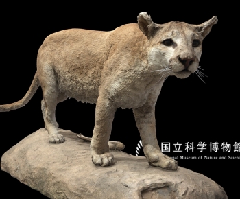 Modern Animal-ID:383704904