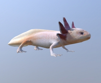 Modern Animal-ID:183650973