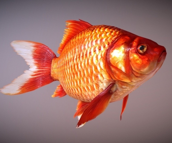 Modern Aquatic Animals-ID:730097062