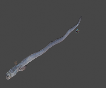 Modern Aquatic Animals-ID:439391192