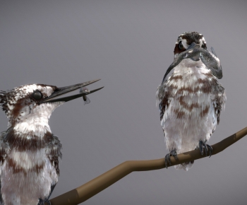 Modern Flying Animals-ID:468781025