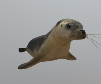 Modern Aquatic Animals-ID:345689063