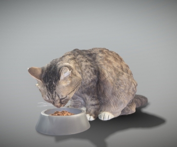 Modern Animal Cat-ID:269831901