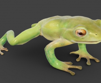 Modern Reptile-ID:807518014