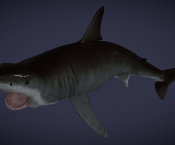 Modern Aquatic Animals-ID:173805951