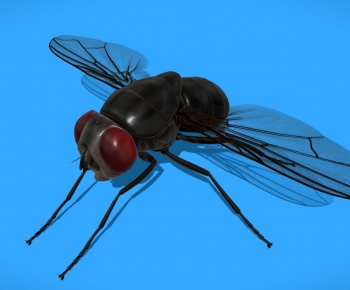 Modern Flying Animals-ID:164726022