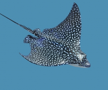 Modern Aquatic Animals-ID:907356988