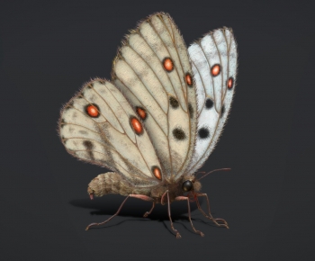 Modern Flying Animals-ID:525019295