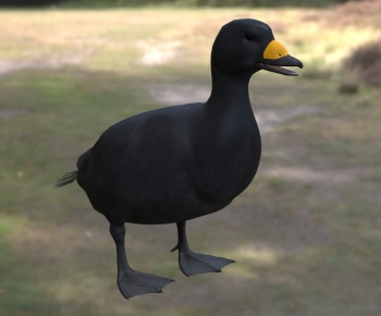 Modern Other Animals-ID:384804961