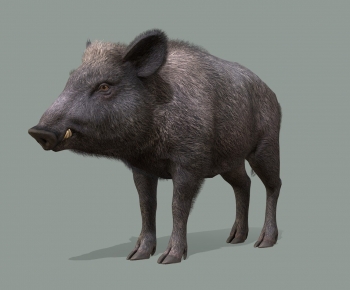 Modern Animal Pig-ID:418117055