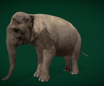 Modern Mammal-ID:452122935
