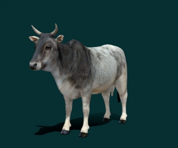 Modern Mammal-ID:308196074