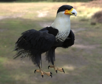 Modern Flying Animals-ID:724190955