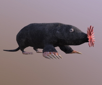Modern Animal-ID:778379921