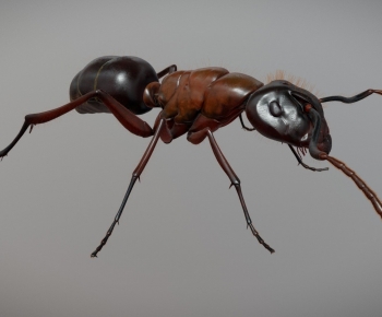 Modern Animal-ID:688199048