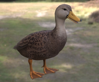Modern Animal Duck-ID:422930794