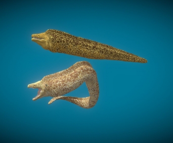 Modern Animal-ID:574707032