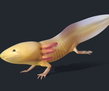 Modern Aquatic Animals-ID:140882974