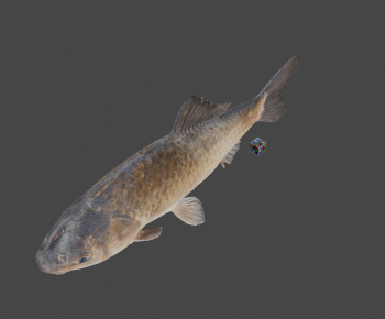 Modern Aquatic Animals-ID:686625964