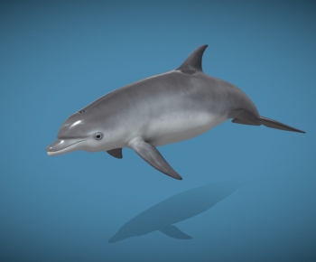 Modern Aquatic Animals-ID:666677005