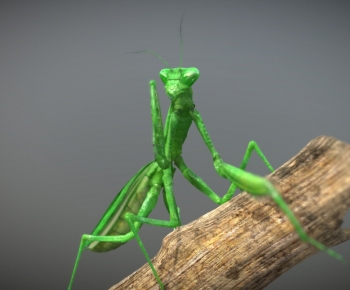 Modern Other Animals-ID:187278994