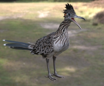 Modern Animal-ID:244502071