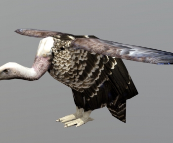 Modern Flying Animals-ID:385820929