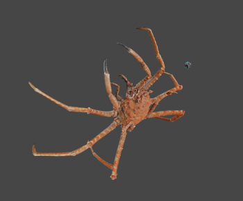 Modern Aquatic Animals-ID:745743044