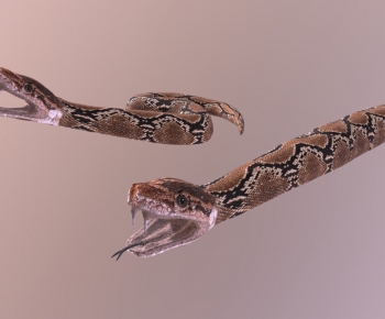 Modern Animal-ID:338691957