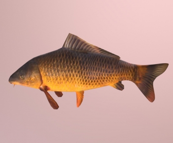 Modern Aquatic Animals-ID:745337964