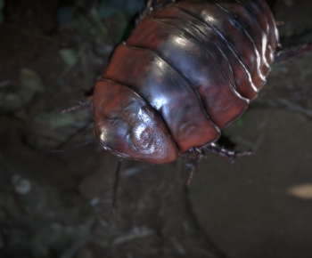 Modern Reptile-ID:218909033