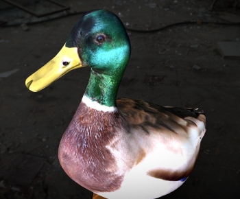 Modern Poultry Animal-ID:710772046