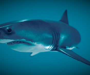 Modern Aquatic Animals-ID:760751016