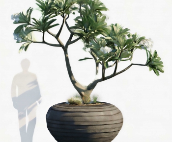 Modern Bonsai-ID:916959058