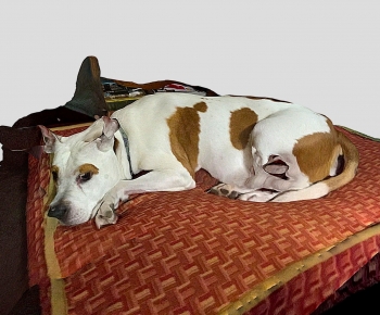 Modern Animal Dog-ID:617898947