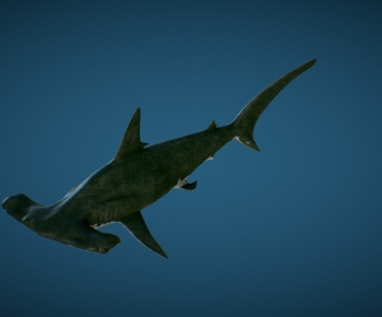 Modern Aquatic Animals-ID:748692998