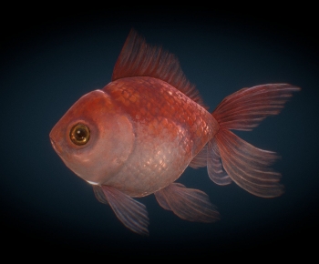 Modern Aquatic Animals-ID:457942013