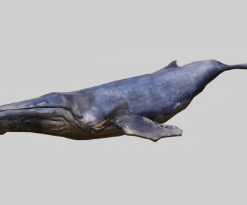 Modern Animal-ID:342384105