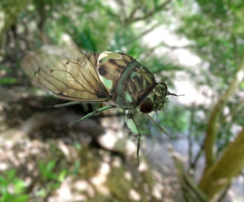 Modern Animal-ID:222771224
