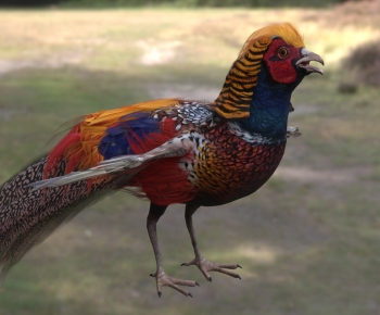 Modern Flying Animals-ID:288532023