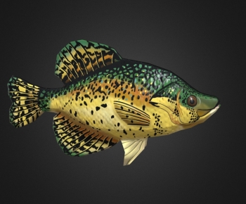 Modern Aquatic Product-ID:928893094