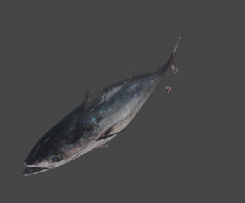 Modern Aquatic Animals-ID:556744107