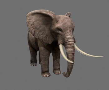 Modern Animal-ID:743417027