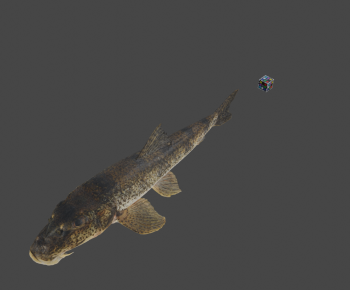 Modern Aquatic Animals-ID:542398936